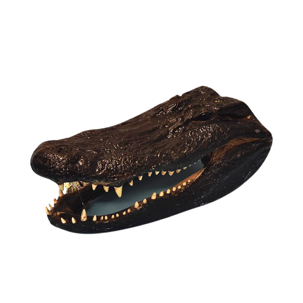 Gator Head Real Alligator Head  Large